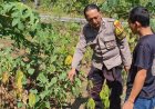 Bhabinkamtibmas Desa Kaligunting Dorong Pemanfaatan Pekarangan Pangan Bergizi untuk Dukung Ketahanan Pangan Nasional